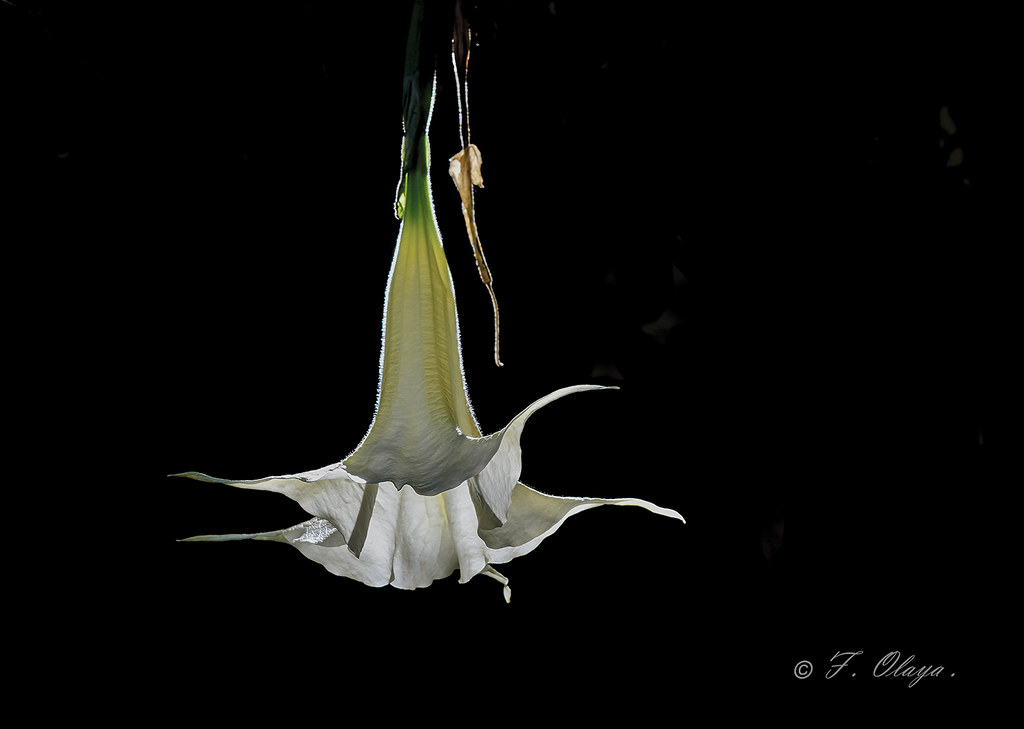 Flor Magica.(Brugmansia arborea )   --   Magic Flower.