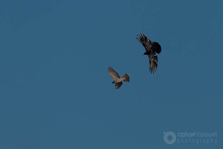 Hawk vs Raven | by raphael.labourel