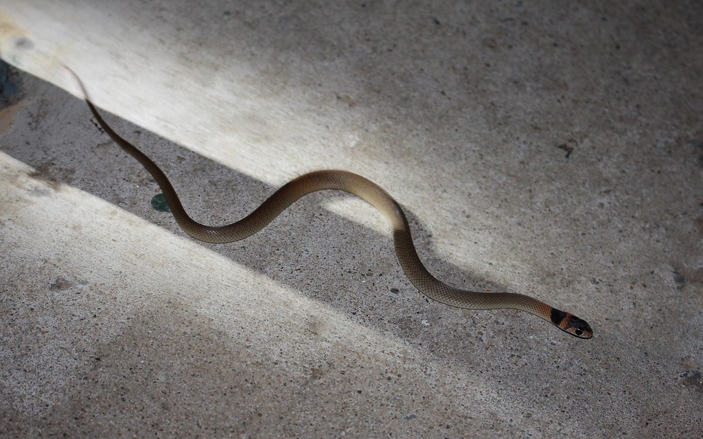 Baby Eastern Brown Snake
