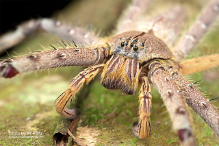 Huntsman spider (Heteropoda sp.) - DSC_5920