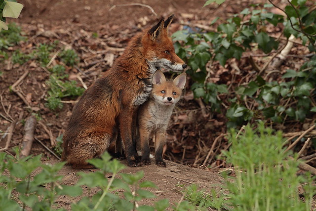 Fox and her Cub