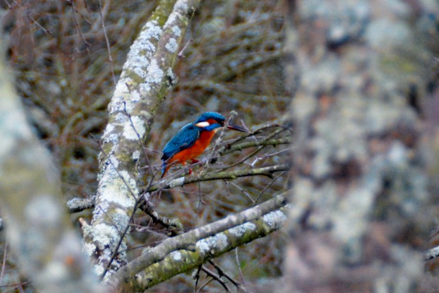 My First Kingfisher