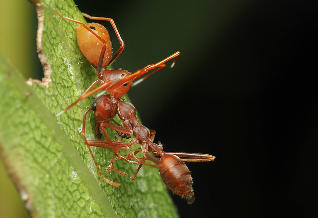 s Jan10 macro_ant mimic with prey_P1100046