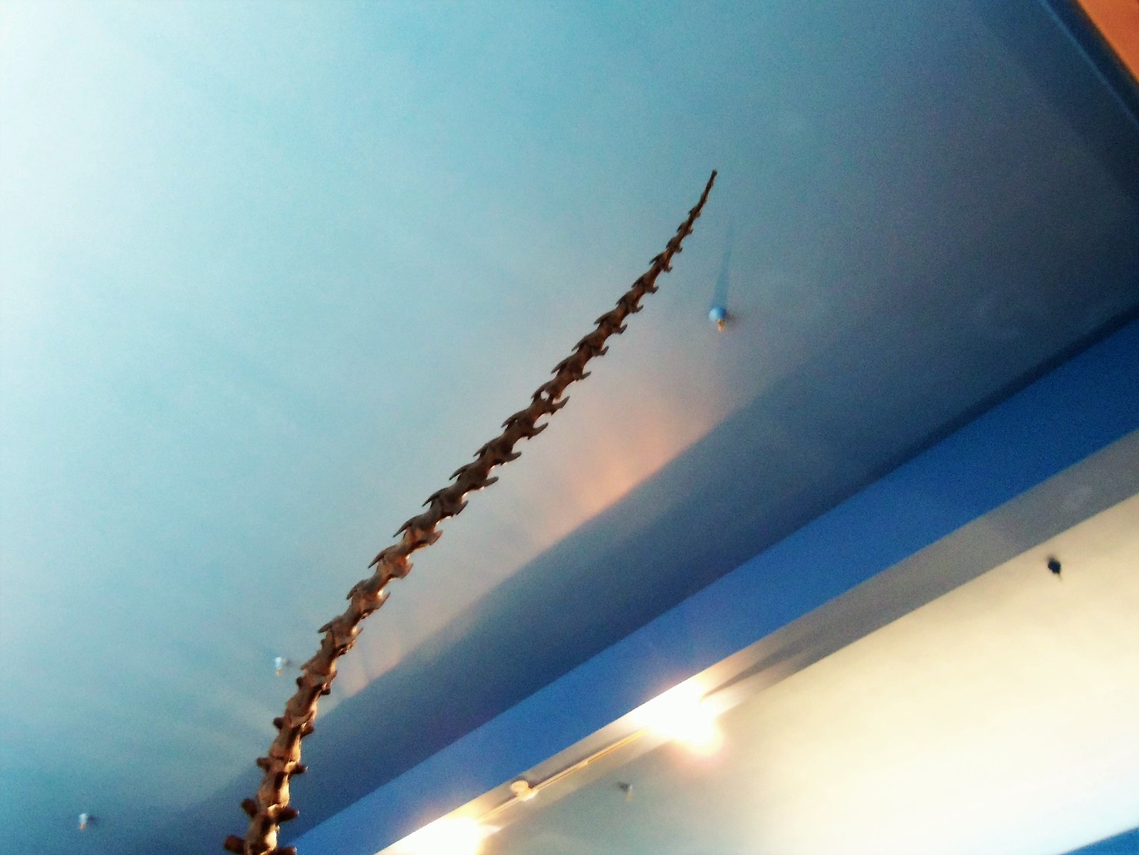 Acrocanthasaurus tail