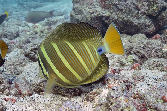 sailfin tang: Zebrasoma veliferum