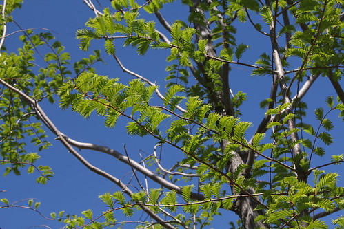 Metasequoia glyptostroboides – métaséquoia du Sichuan  24632944563_127b378300