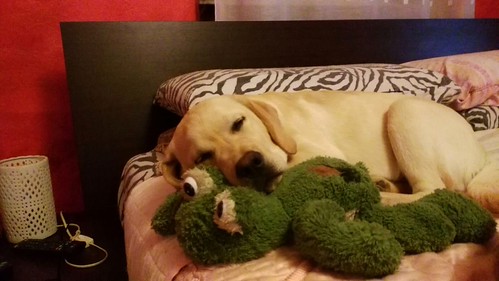 My sweet Harley with Kermit the Frog. #labrador | by elettraglide1976