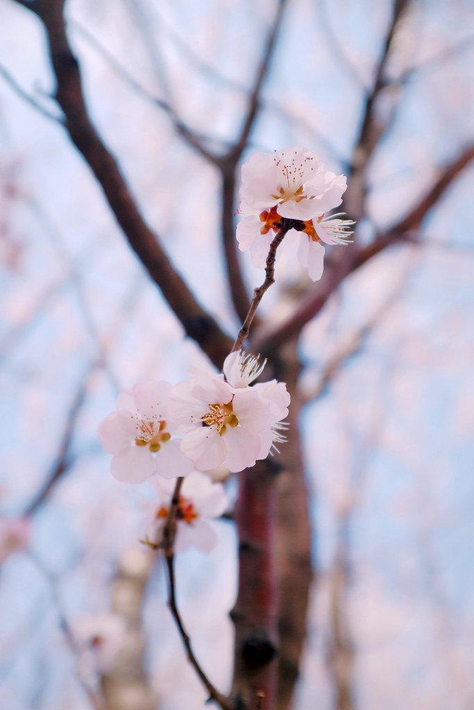 山桃 山桃 学名 Prunus Davidiana 又名山毛桃 花桃等 蔷薇科李属的植物 为中国的特有植物 Flickr