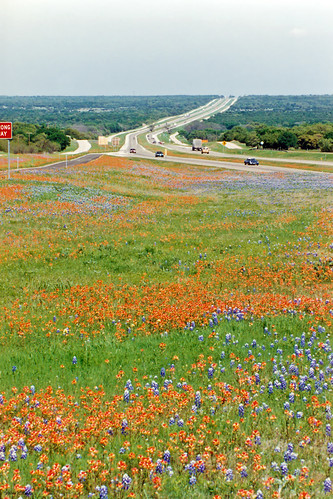 flowers field landscape scenery ranger texas freeway wildflowers bluebonnets indianpaintbrush interstatehighway