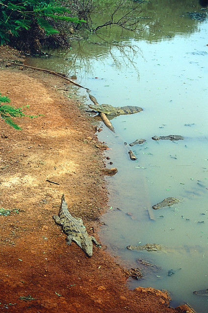 Crocs on the Beach