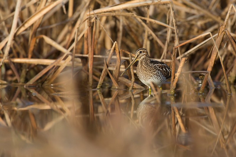 Gallinago delicata | Wilson's Snipe | amerikansk beckasin