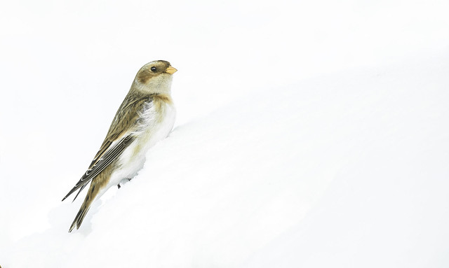 Sneeuwgors / Snowbunting / Bruant des neiges