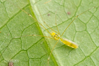 Daddy-long-legs spider (Meraha cf. kipungit) - DSC_6108