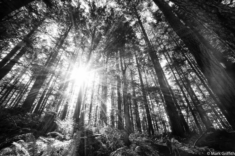 The Forest Lit