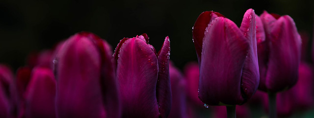 Tulipes à Morges