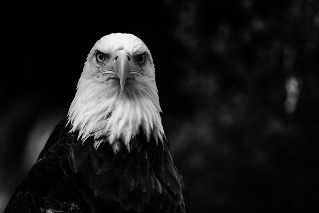 Southern Bald Eagle (Black & White)