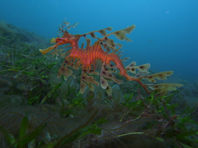 Leafy Sea Dragon-Phycodurus eques