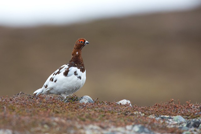 Lagopus lagopus | Willow Ptarmigan | dalripa