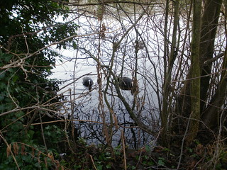 Epping Forest cute coots OLYMPUS DIGITAL CAMERA 
