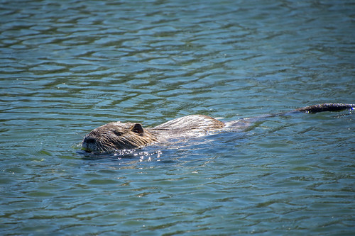 beaver