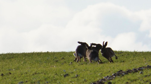 madmarchhares hares northnorfolk wildlife makemesmile