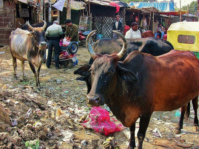 INDIEN , Markt in Agra, natürlich nie ohne Kühe, 13442/6375