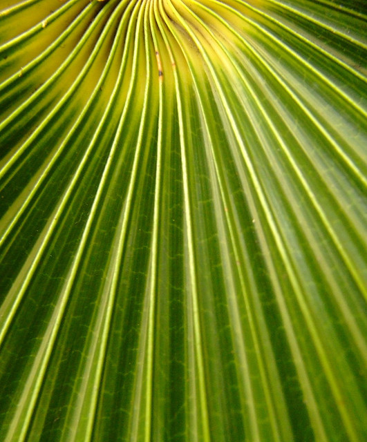 Green palm fronds macro