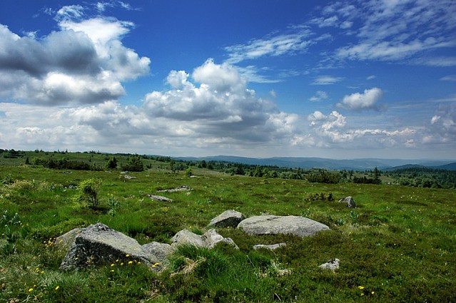 d0502033 | Almweiden auf den Hautes Chaumes. Im Gegensatz zum Schwestergebirge Schwarzwald wurde in den Vogesen intensiv Almweide betrieben. Daher sind die Plateaulagen weitgehend waldfrei. Vogesen, 25.06.2005