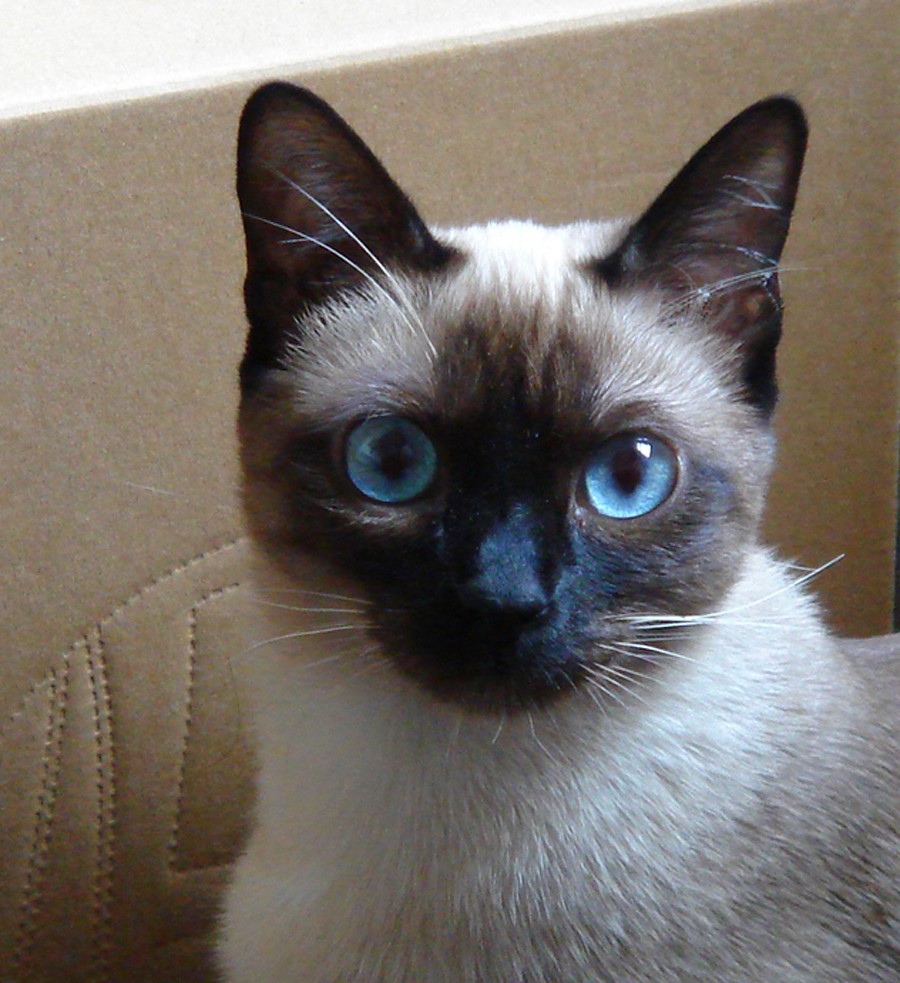 My Siamese Cat Beauty In Her Eyes Basma Natureloving Flickr