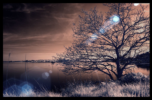 Flare Tree | OK, this is probably a step too far! :-) Normal… | Flickr