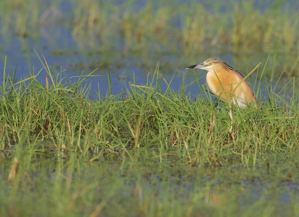 Ardeola ralloides | Squacco Heron | rallhäger
