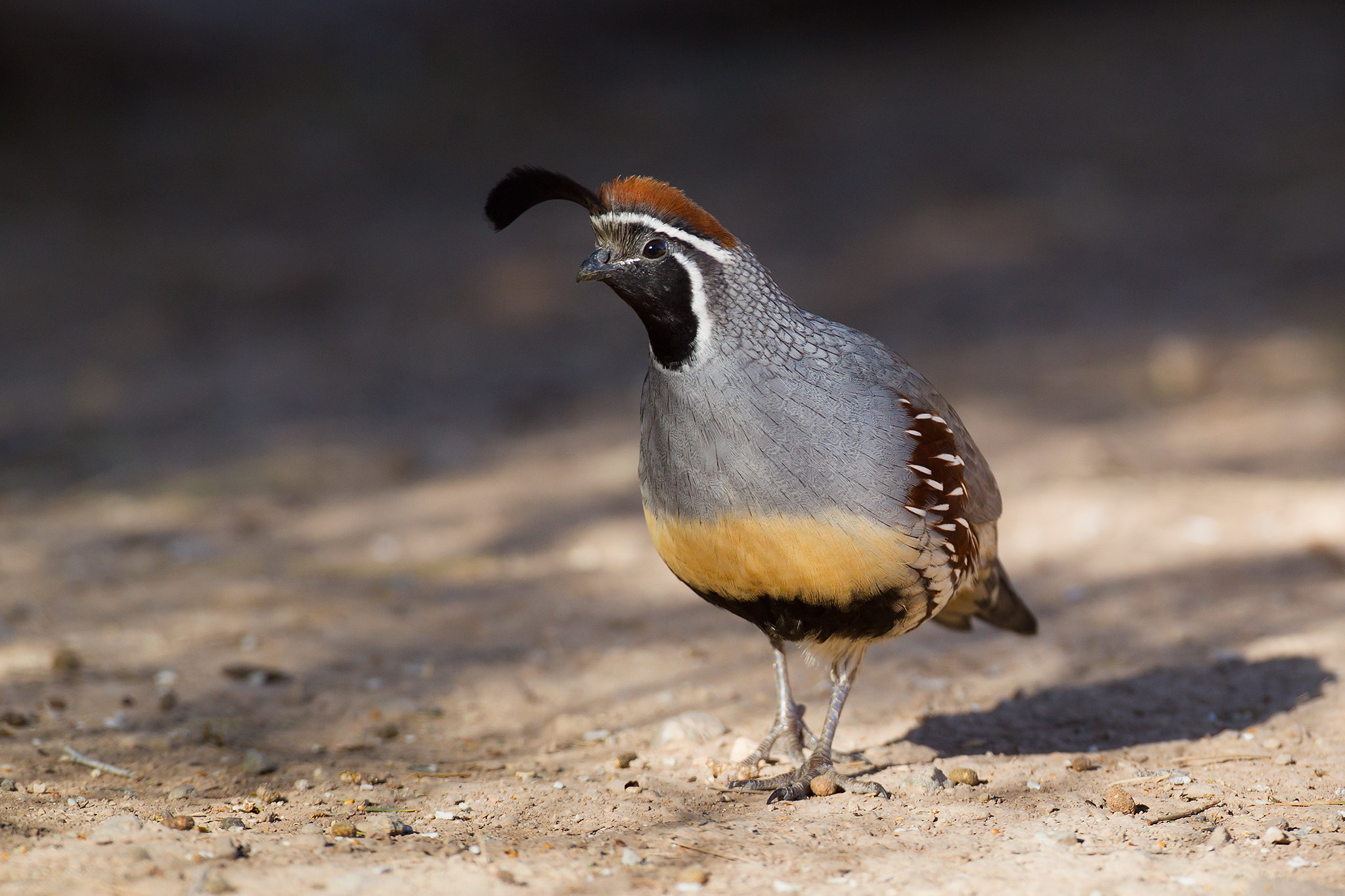 Callipepla gambelii | Gambel's Quail | ökentofsvaktel