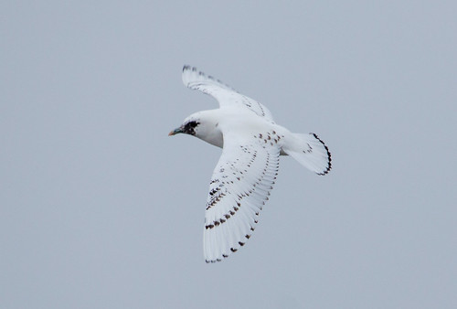 Ivory Gull