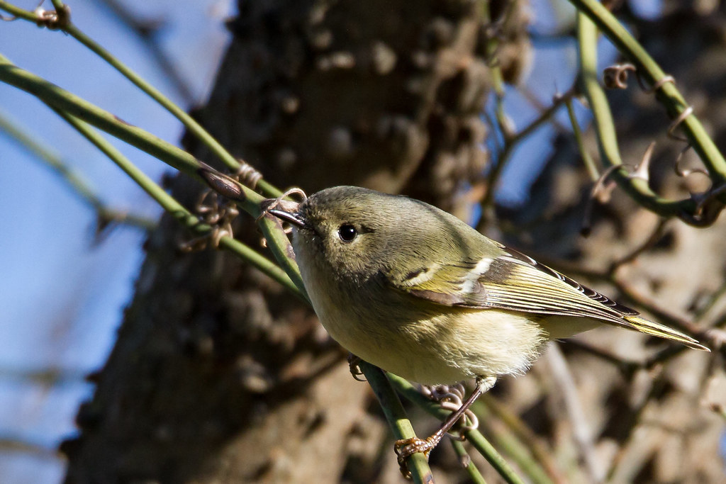 Ruby Crowned Kinglet | Ruby Crowned Kinglet (female) | Bill Thomson ...