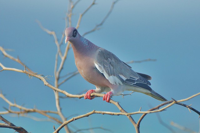 Beautiful Dove