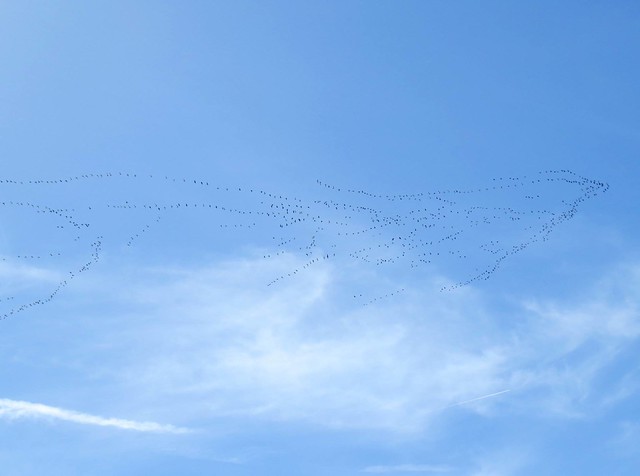 Snow Geese Migrating