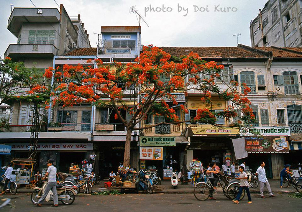 Saigon 1990 - Flamboyant Tree - Photo by Doi Kuro - Dãy ph… | Flickr