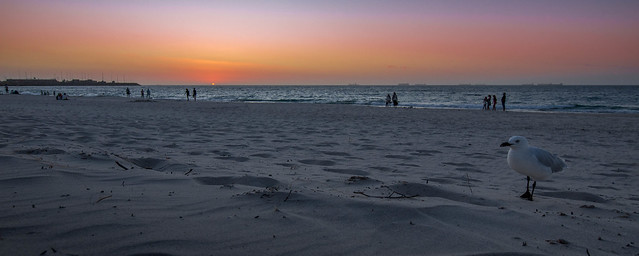 Seagul on the beach. North Fremantle, Perth, Western Australia.