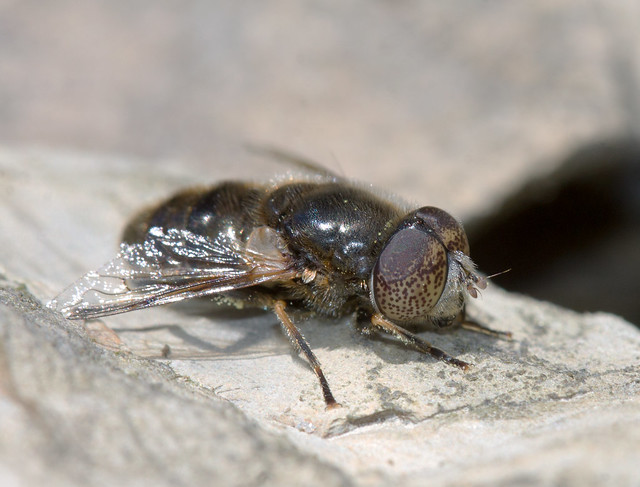 Eristalinus aeneus (Large spotty-eyed dronefly)