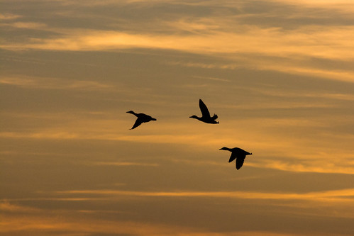 sunset lake birds switzerland duck suisse ducks lausanne sunsetlight ouchy cloudysky lakegeneva vaud lakeleman lausanneouchy