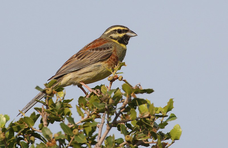Emberiza cirlus | Cirl Bunting | häcksparv