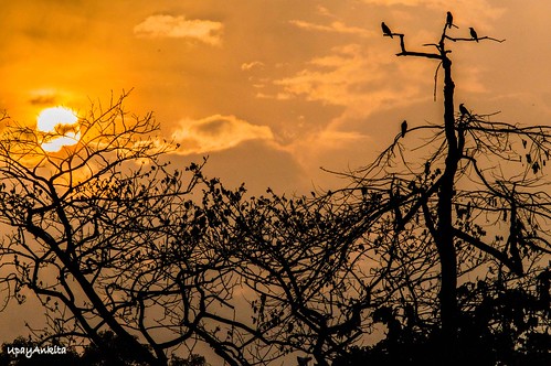 orange sun india lake tree nature birds clouds sunrise flight salt kolkata westbengal d3200
