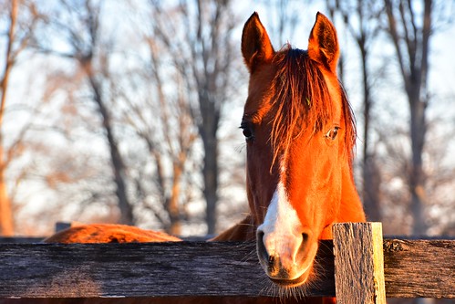 winter horse sunrise dawn kentucky horsefarm barrencounty
