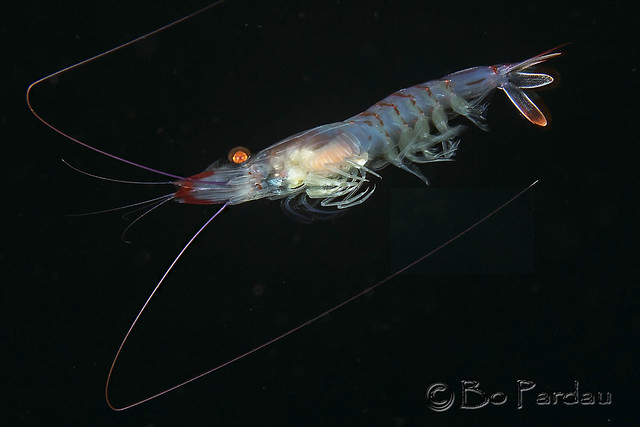 Pelagic Shrimp