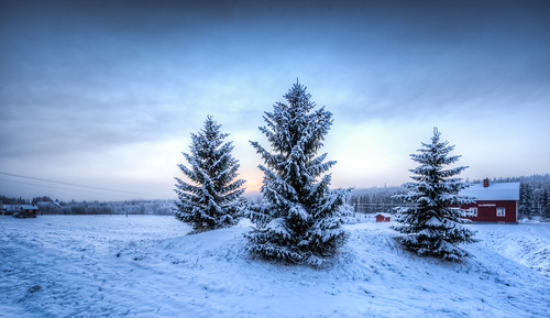 blue winter sun white snow cold tree ice nature pine landscape three sweden outdoor icy wonderland lowsun klappen