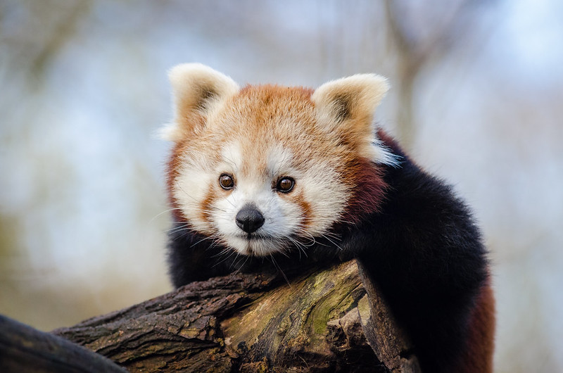 red panda looking forward