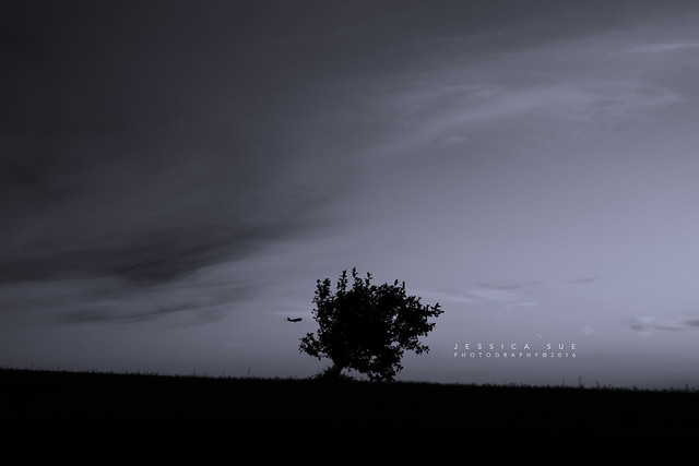 THE AEROPLANE AND THE TREE {017 in 100 x}