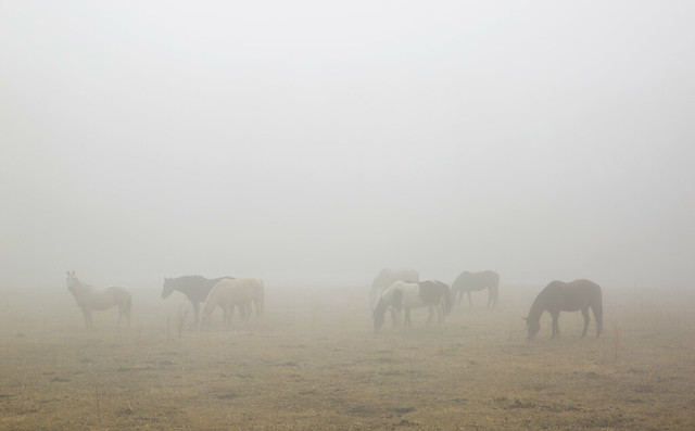 fog and horses