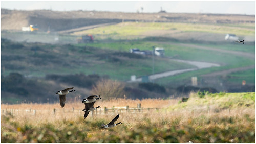 uk england bird london landscape goose canadagoose brantacanadensis landfill rainham rainhammarshes longlenslandscape