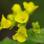 Field mustard.菜の花